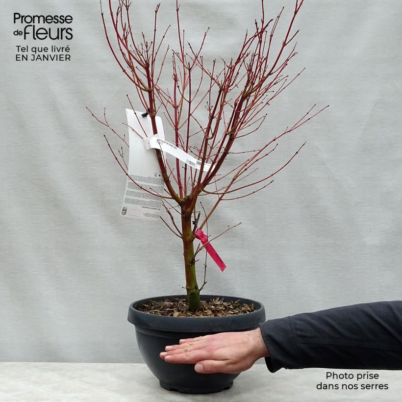Acer palmatum Sangokaku - Acero giapponese Vaso da 6L/7L esemplare consegnato in inverno