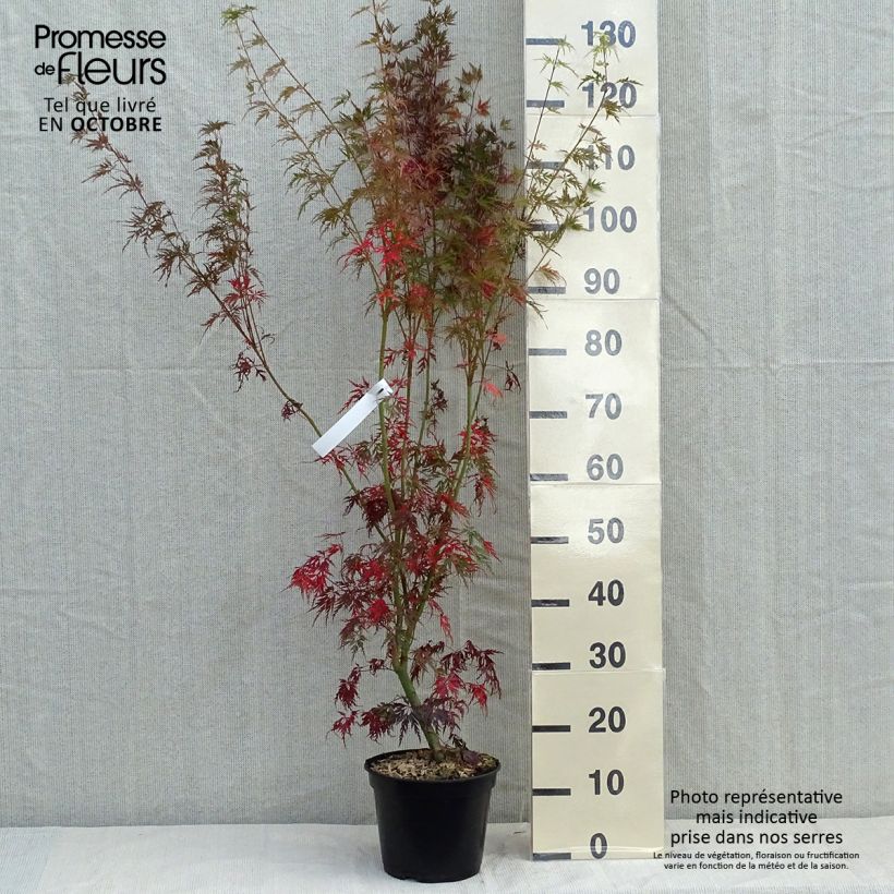 Esemplare di Acer palmatum Seiryu - Acero giapponese Vaso da 3L/4L come consegnato in autunno