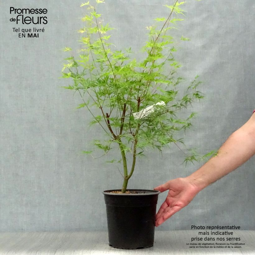 Acer palmatum Seiryu - Acero giapponese Vaso da 3L/4L esemplare consegnato in primavera