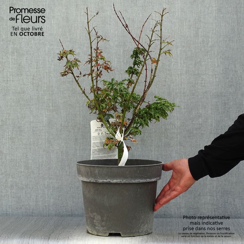 Esemplare di Acer palmatum Shishigashira - Acero giapponese Vaso da 7,5L/10L come consegnato in autunno