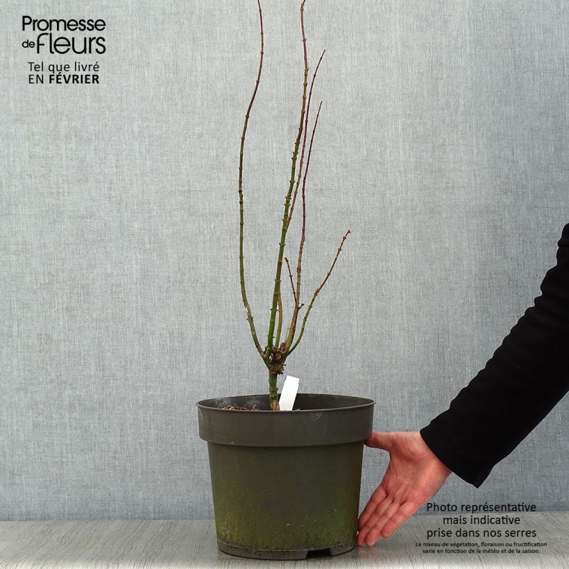 Acer palmatum Shishigashira - Acero giapponese Vaso da 7,5L/10L esemplare consegnato in inverno