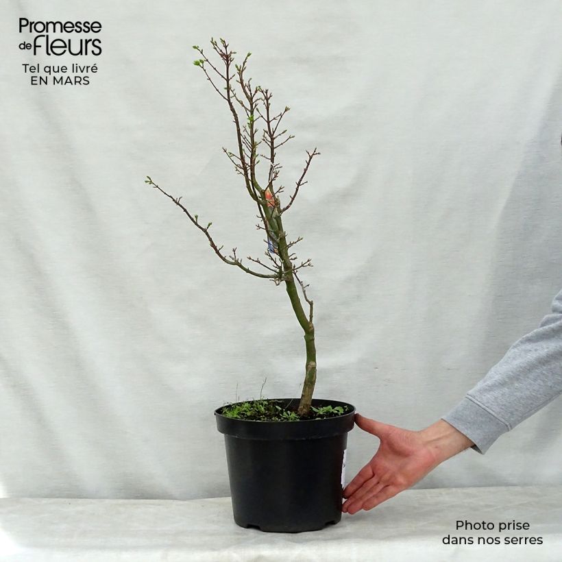 Acer palmatum Shishigashira - Acero giapponese Vaso da 7,5L/10L esemplare consegnato in primavera