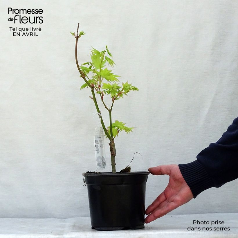 Acer palmatum Summer Gold - Acero giapponese Vaso da 3L/4L esemplare consegnato in primavera
