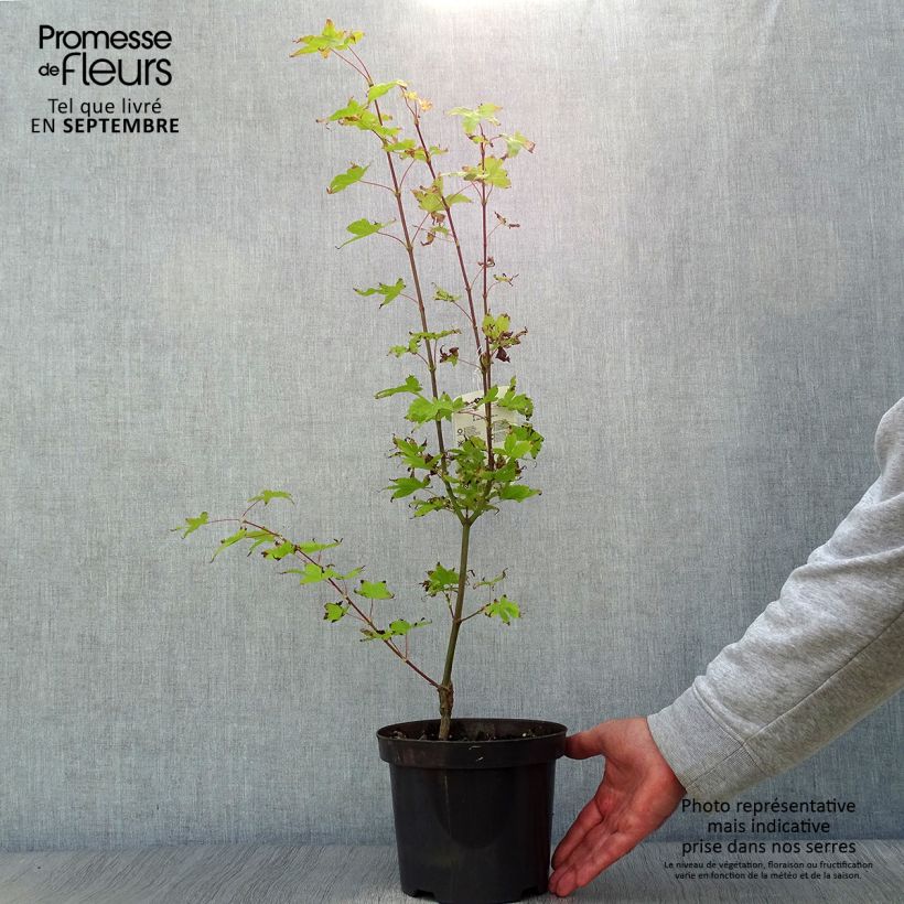 Esemplare di Acer palmatum Summer Gold - Acero giapponese Vaso da 3L/4L come consegnato in autunno