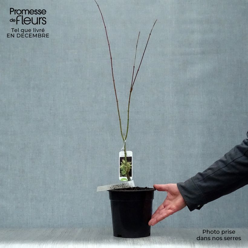 Acer palmatum Summer Gold - Acero giapponese Vaso da 3L/4L esemplare consegnato in inverno
