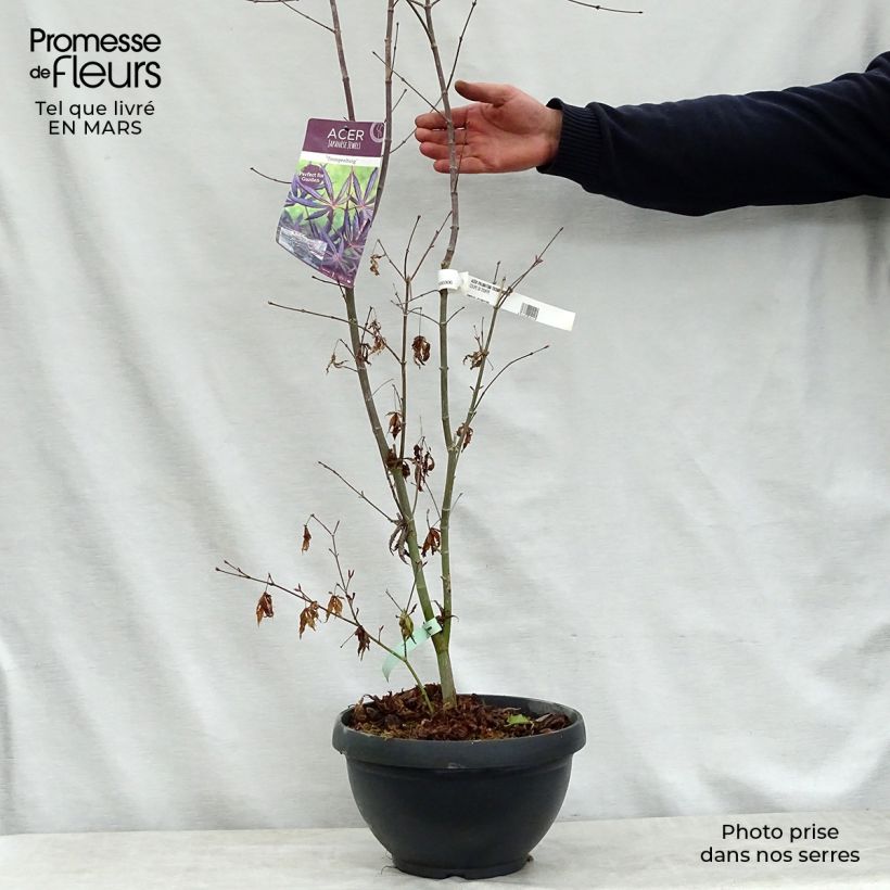 Acer palmatum Trompenburg - Acero giapponese Vaso da 6L/7L esemplare consegnato in primavera