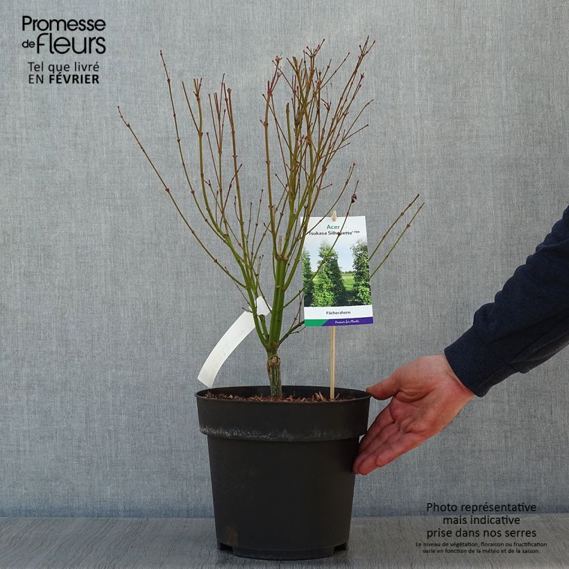 Acer palmatum Tsukasa Silhouette - Acero giapponese Vaso da 6L/7L esemplare consegnato in inverno