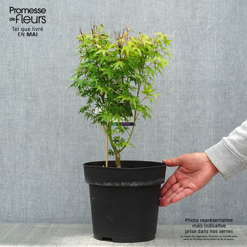 Acer palmatum Tsukasa Silhouette - Acero giapponese Vaso da 6L/7L esemplare consegnato in primavera