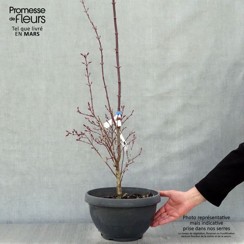 Acer palmatum Twomblys Red Sentinel - Acero giapponese Ciotola da 7,5L/10L esemplare consegnato in primavera