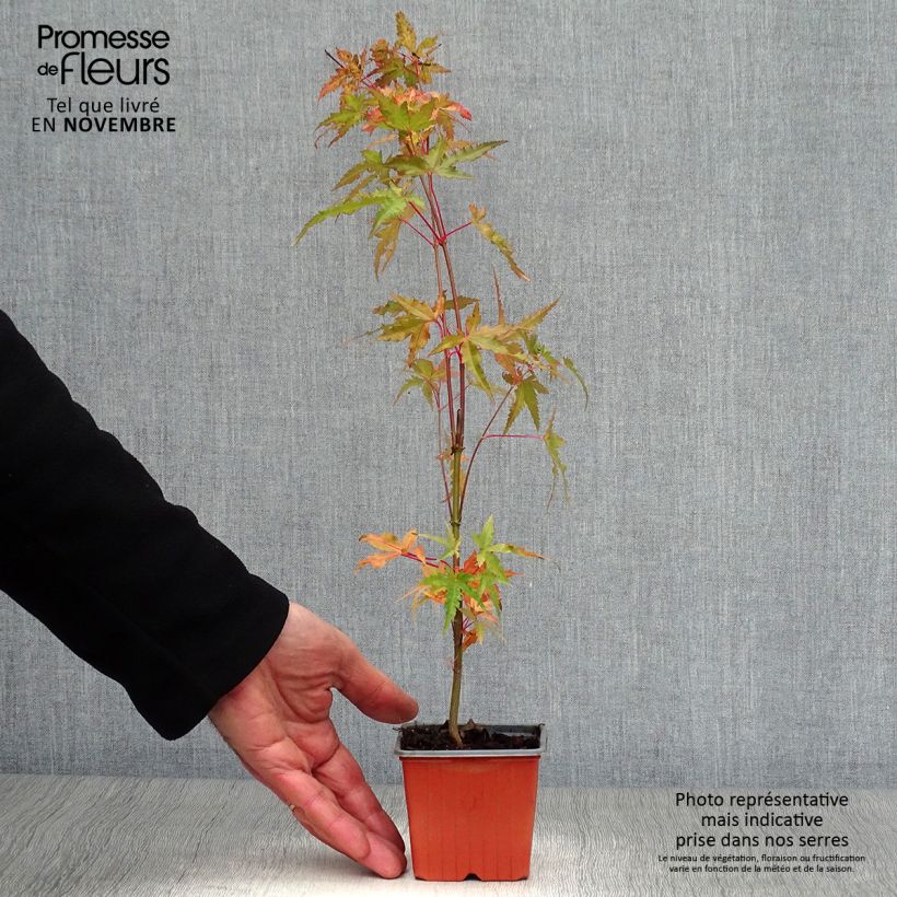 Esemplare di Acer palmatum - Acero giapponese Vasetto da 8/9 cm come consegnato in autunno