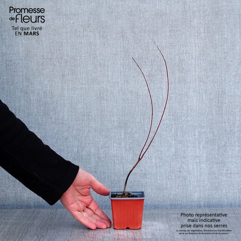 Acer palmatum - Acero giapponese Vasetto da 8/9 cm esemplare consegnato in inverno