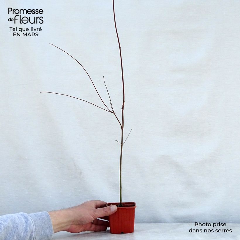 Acer palmatum - Acero giapponese Vasetto da 8/9 cm esemplare consegnato in primavera