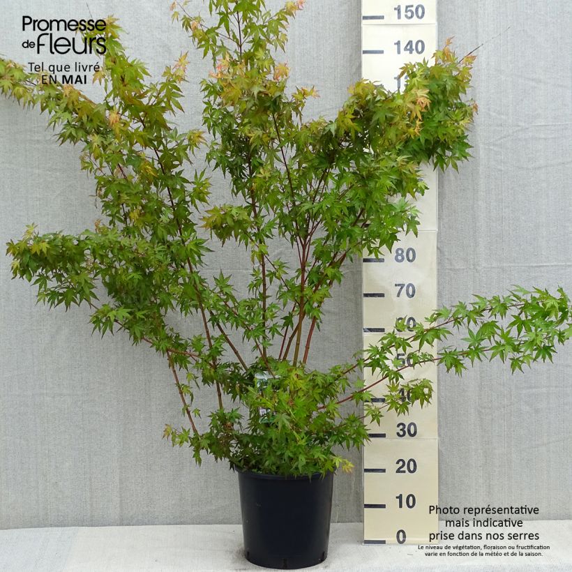 Acer palmatum - Acero giapponese Vaso da 7,5L/10L esemplare consegnato in primavera