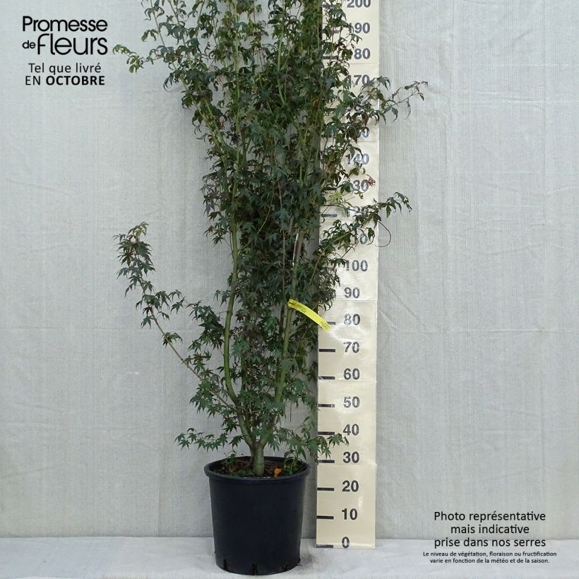 Esemplare di Acer palmatum - Acero giapponese Vaso da 20L/25L come consegnato in autunno