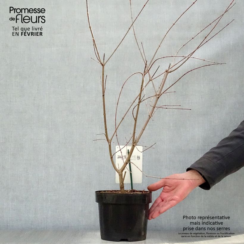 Acer palmatum - Acero giapponese Vaso da 3L/4L esemplare consegnato in inverno