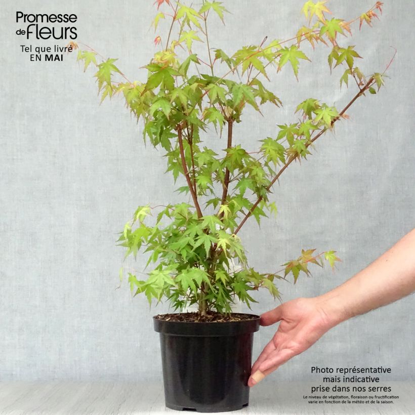 Acer palmatum - Acero giapponese Vaso da 3L/4L esemplare consegnato in primavera