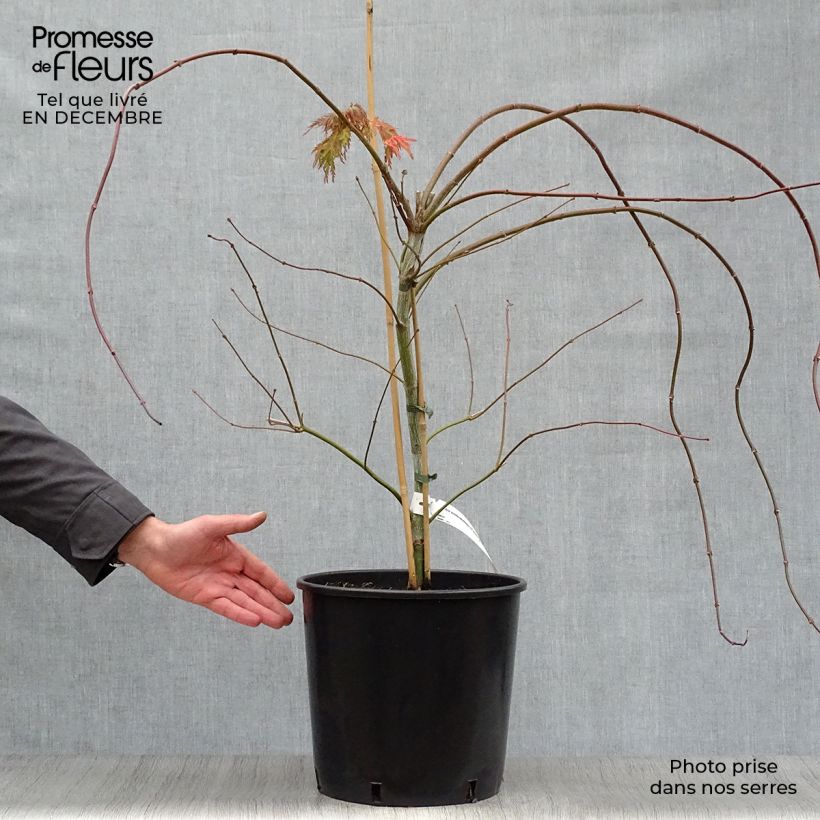 Acer pseudosieboldianum Ice Dragon Vaso da 12L/15L esemplare consegnato in inverno