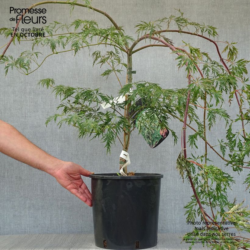 Esemplare di Acer pseudosieboldianum Ice Dragon Vaso da 12L/15L come consegnato in autunno