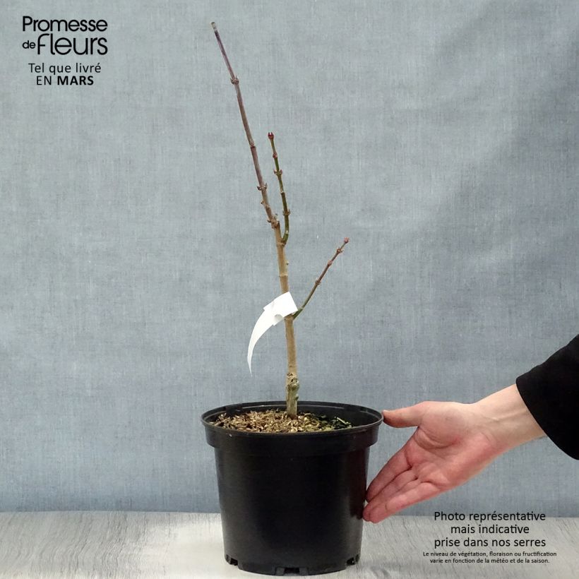 Érable du Japon - Acer shirasawanum Aureum Pot de 3L/4L esemplare consegnato in primavera