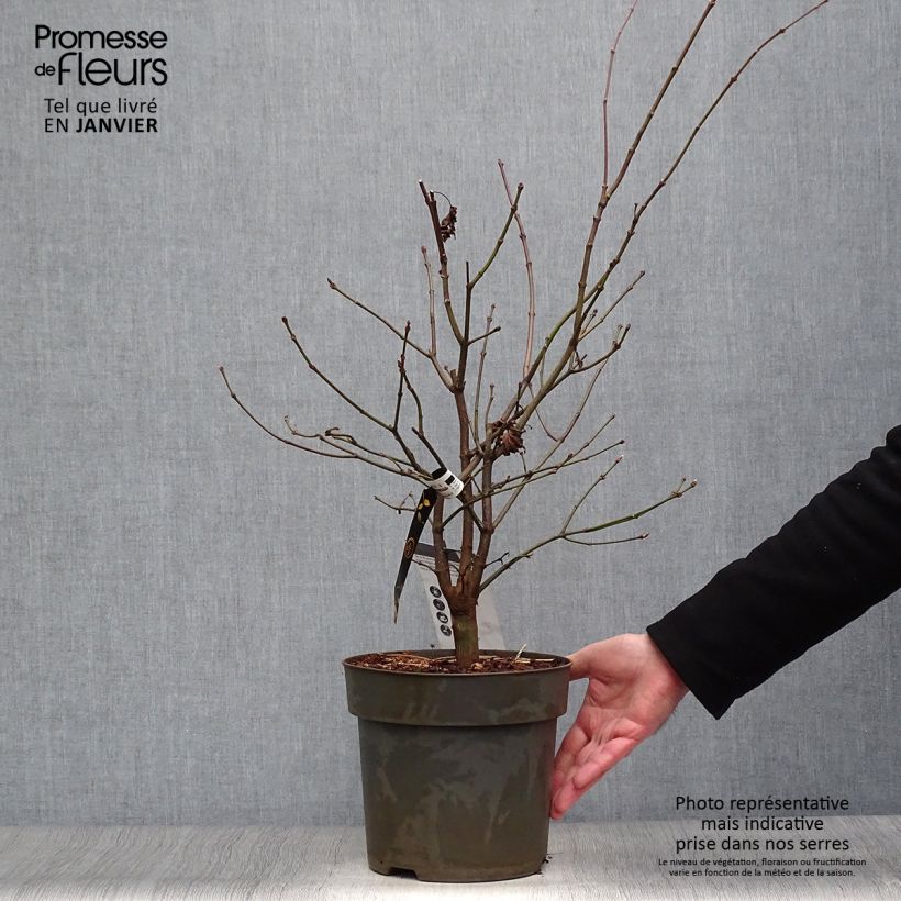 Acer shirasawanum Autumn moon - Acero giapponese Vaso da 7,5L/10L esemplare consegnato in inverno