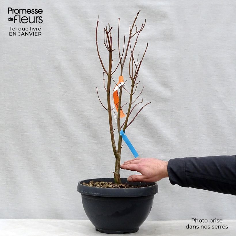 Acer shirasawanum Jordan - Acero giapponese Ciotola da 7,5L/10L esemplare consegnato in inverno