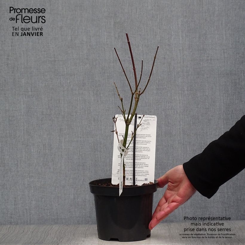 Acer shirasawanum Jordan - Acero giapponese Vaso da 2L/3L esemplare consegnato in inverno
