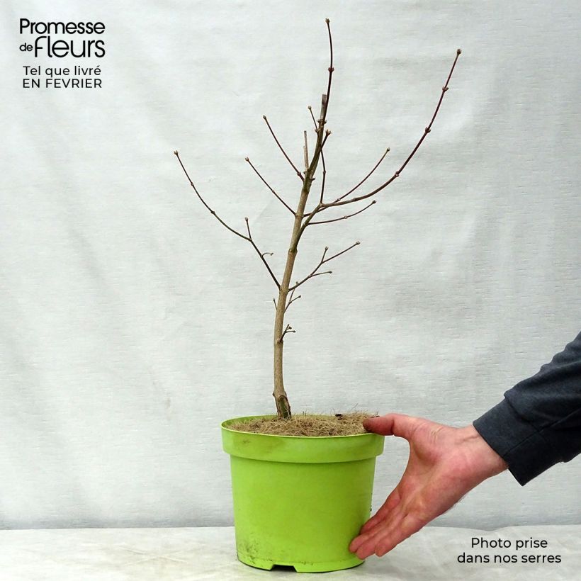 Acer shirasawanum Moonrise - Acero giapponese Vaso da 6L/7L esemplare consegnato in inverno
