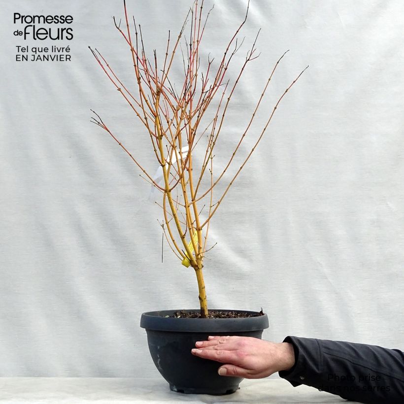 Acer palmatum Bi Hoo - Acero giapponese Ciotola da 7,5L/10L esemplare consegnato in inverno