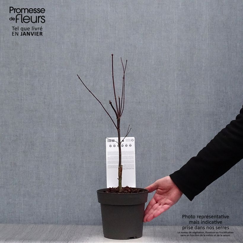 Acer palmatum Black Lace - Acero giapponese Vaso da 2L/3L esemplare consegnato in inverno