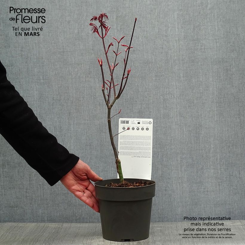 Acer palmatum Black Lace - Acero giapponese Vaso da 2L/3L esemplare consegnato in primavera