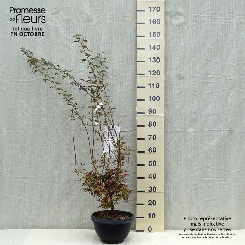 Esemplare di Acer palmatum Jerre Schwartz - Acero giapponese Ciotola da 7,5L/10L come consegnato in autunno