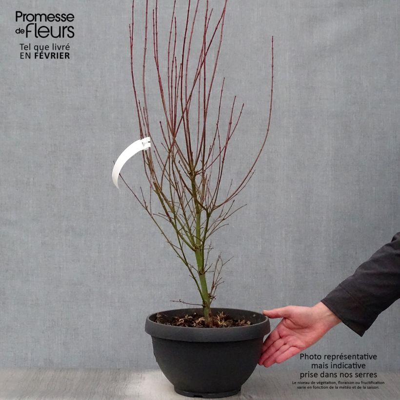 Acer palmatum Jerre Schwartz - Acero giapponese Ciotola da 7,5L/10L esemplare consegnato in inverno