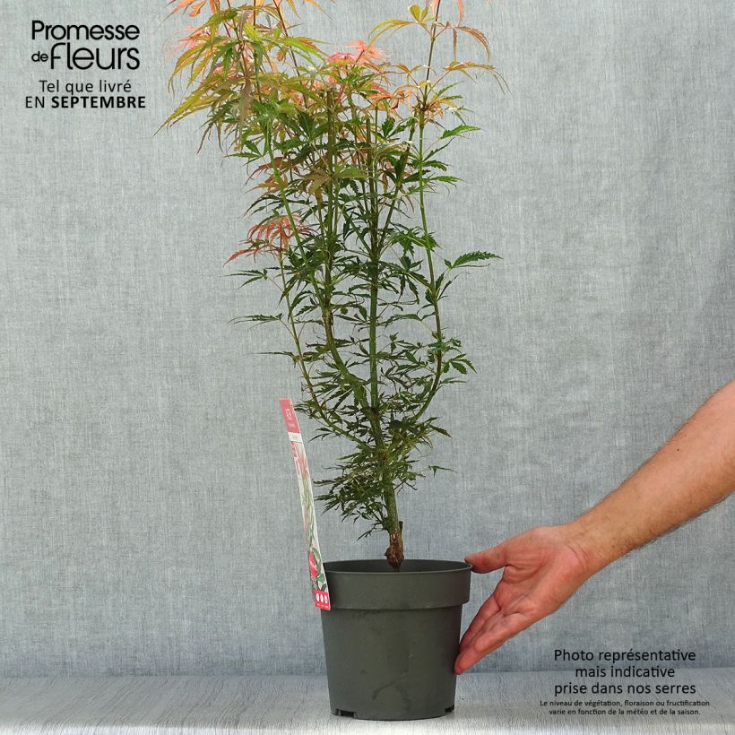 Esemplare di Acer palmatum Jerre Schwartz - Acero giapponese Vaso da 2L/3L come consegnato in autunno