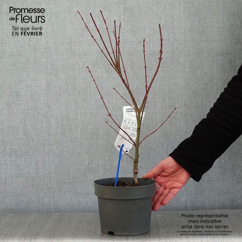Acer palmatum Jerre Schwartz - Acero giapponese Vaso da 2L/3L esemplare consegnato in inverno