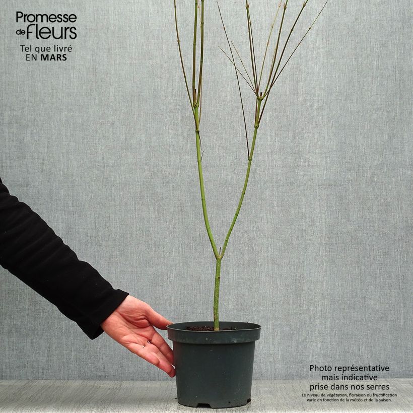 Acer palmatum Phoenix - Acero giapponese Vaso da 2L/3L esemplare consegnato in primavera