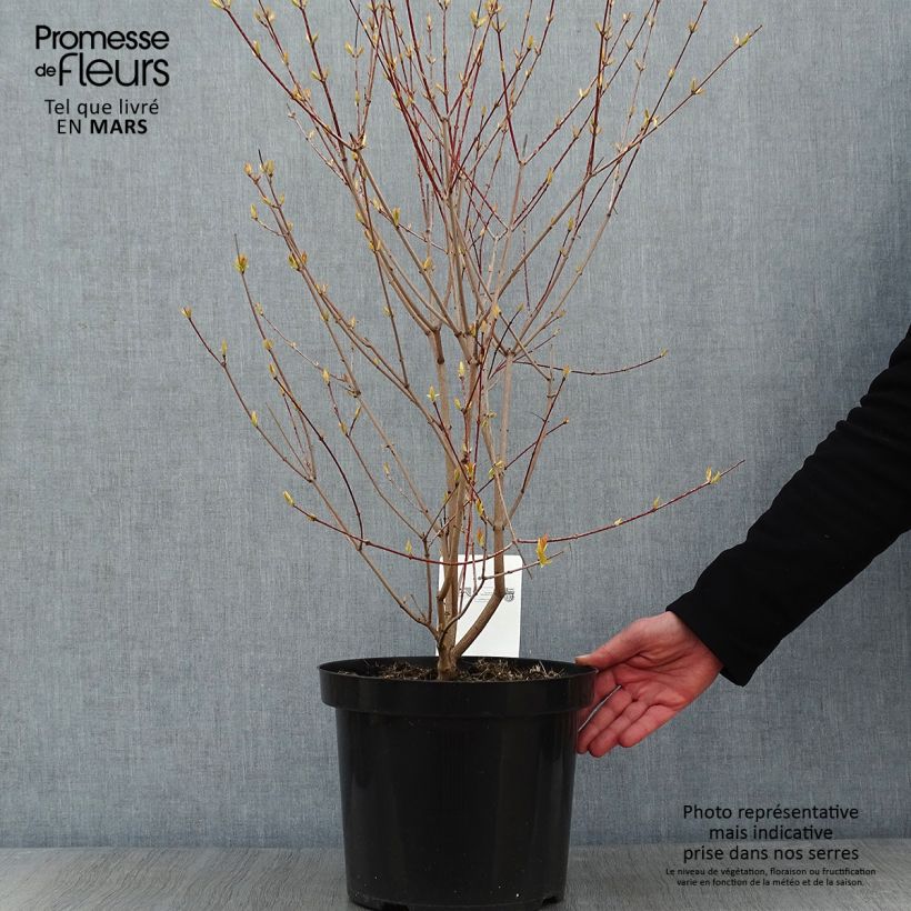 Acer tataricum Moonrise - Acero ginnala Vaso da 7,5L/10L esemplare consegnato in inverno