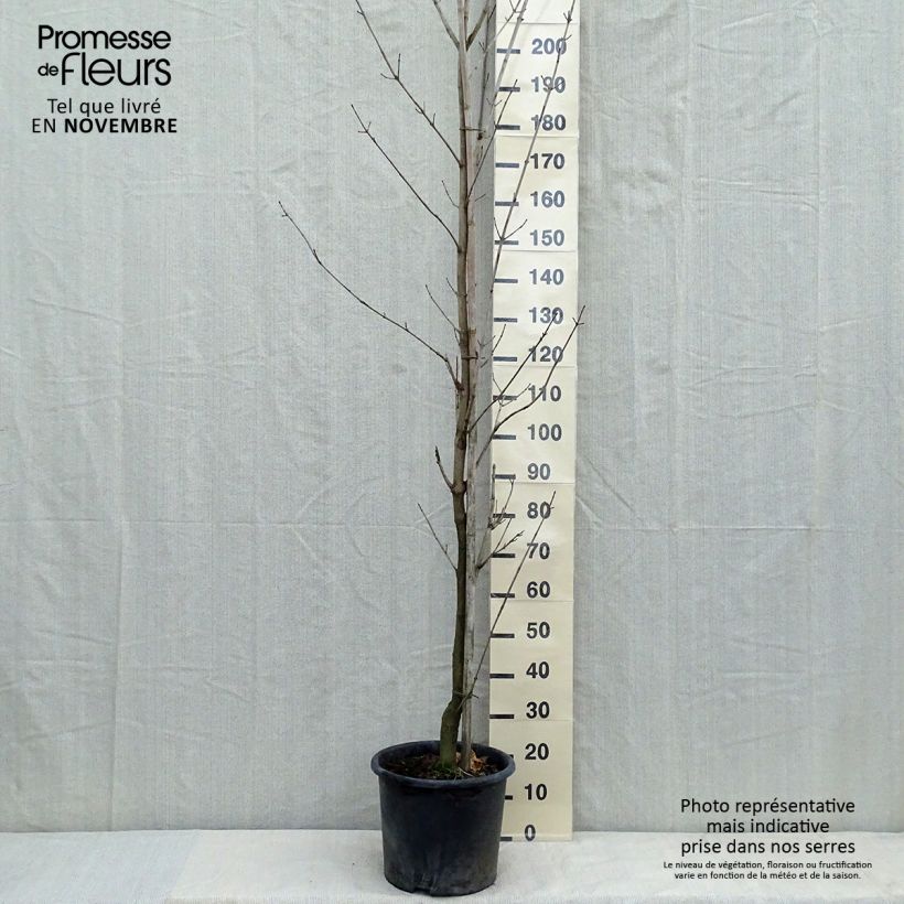 Esemplare di Acer platanoides Drummondii - Acero riccio Vaso da 12L/15L come consegnato in autunno