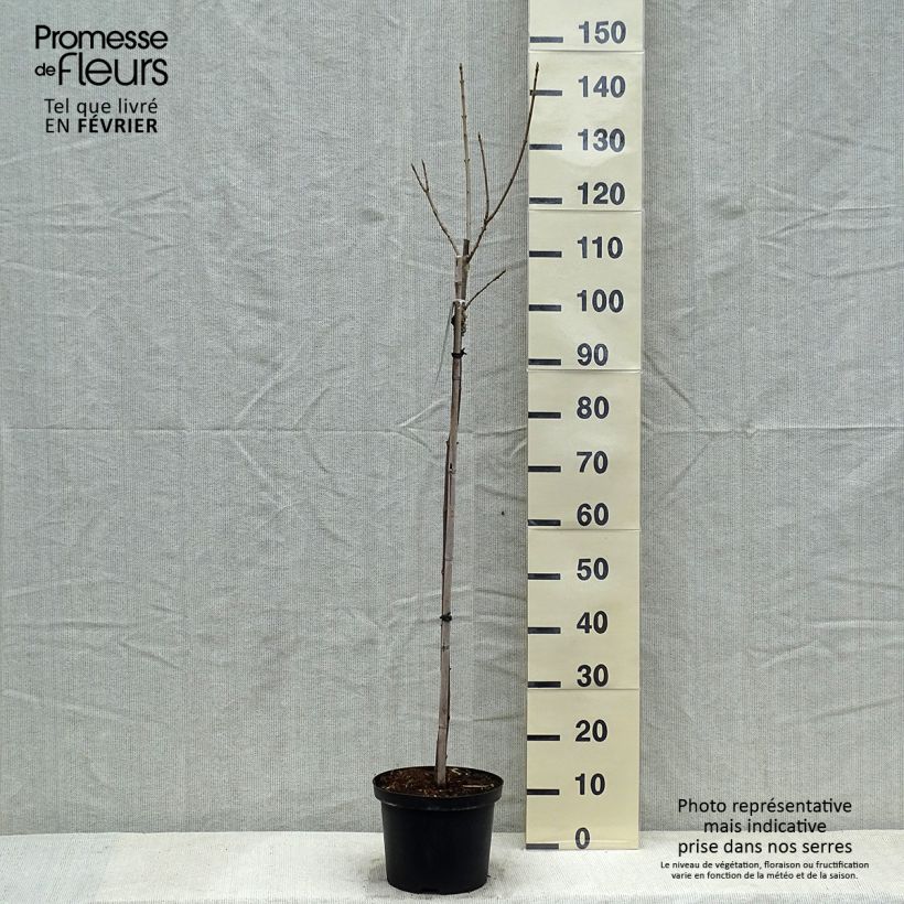 Acer pseudoplatanus Brilliantissimum Vaso da 4L/5L esemplare consegnato in inverno