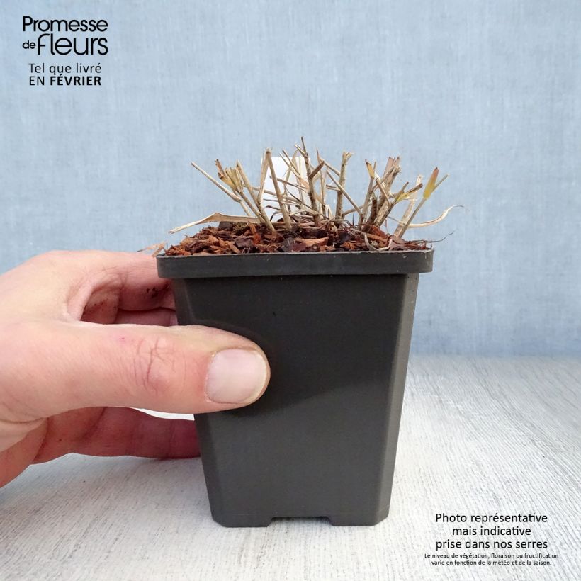 Eragrostis spectabilis Vasetto da 8/9 cm esemplare consegnato in inverno