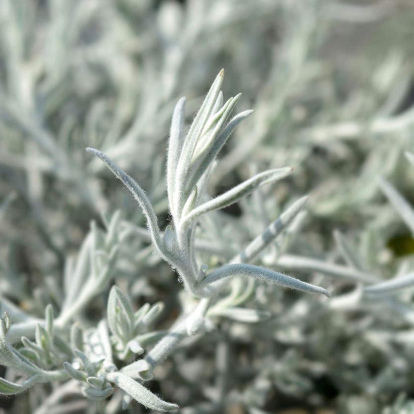 Eremophila caerulea nivea Beryl's Blue (Fogliame)