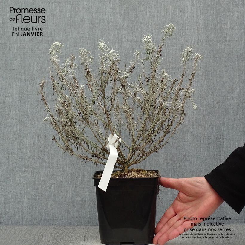 Eremophila caerulea nivea Beryl's Blue Vaso da 3L/4L esemplare consegnato in inverno