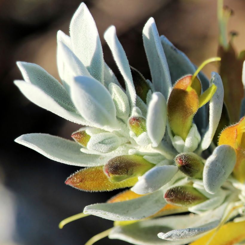 Eremophila glabra Kalbarri Carpet (Fioritura)