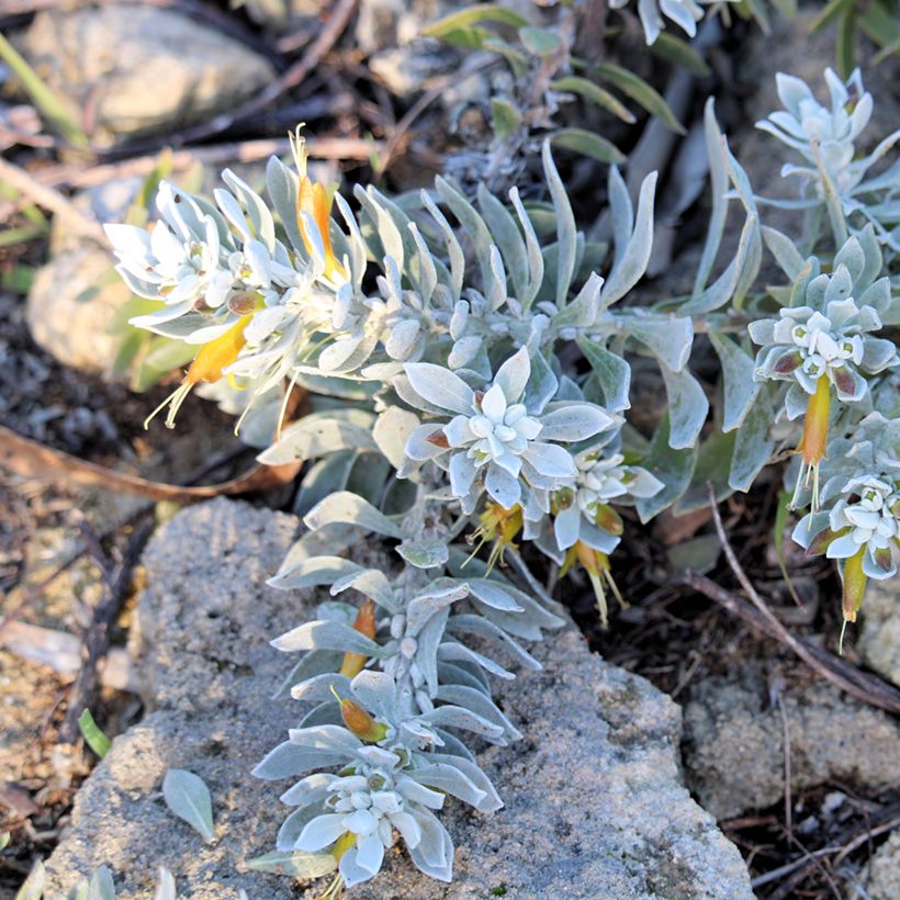 Eremophila glabra Kalbarri Carpet (Porto)