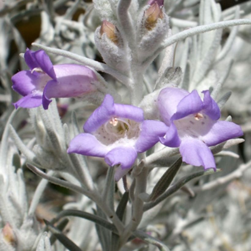 Eremophila nivea (Fioritura)
