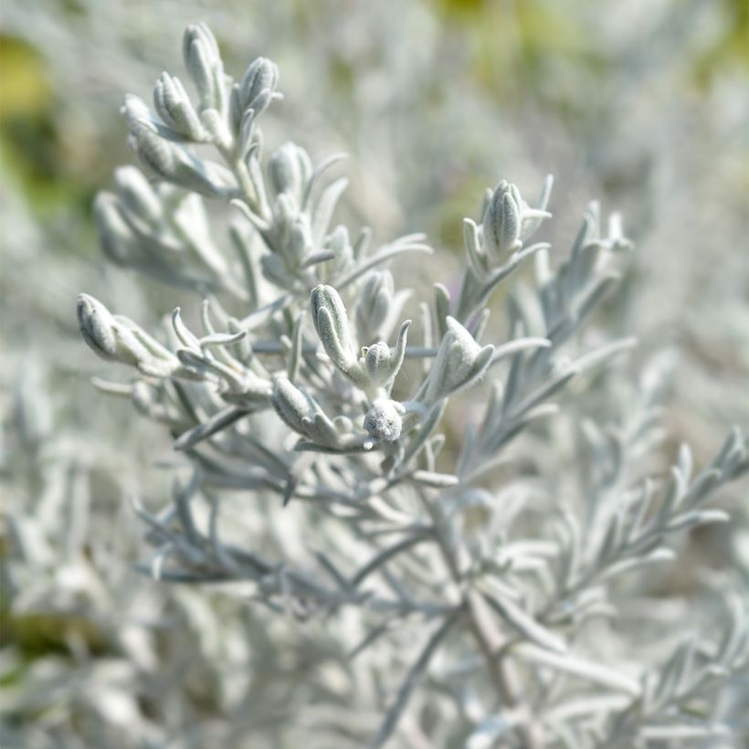 Eremophila nivea (Fogliame)