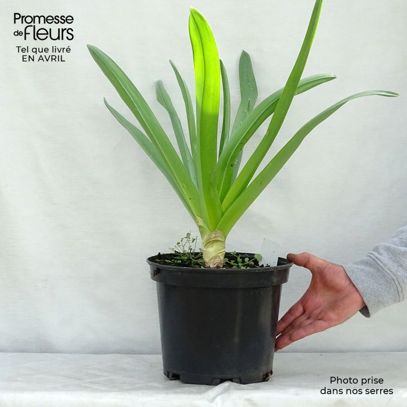 Eremurus himalaicus Vaso da 7,5L/10L esemplare consegnato in primavera