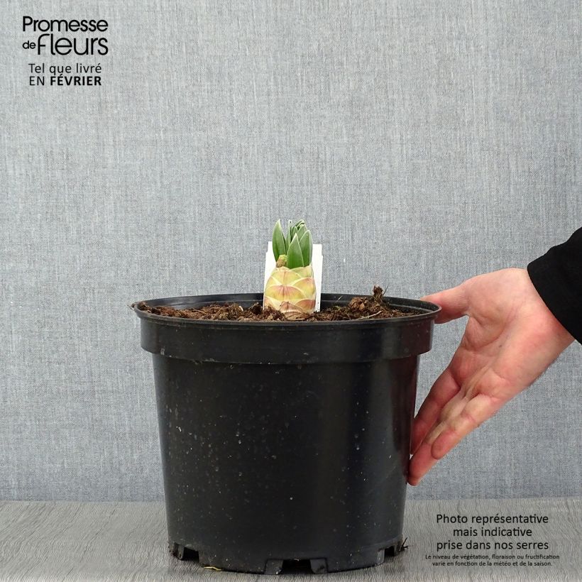 Eremurus himalaicus Vaso da 7,5L/10L esemplare consegnato in inverno