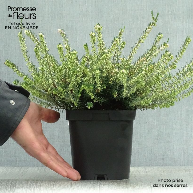 Esemplare di Erica darleyensis Darley Dale Vaso da 2L/3L come consegnato in autunno