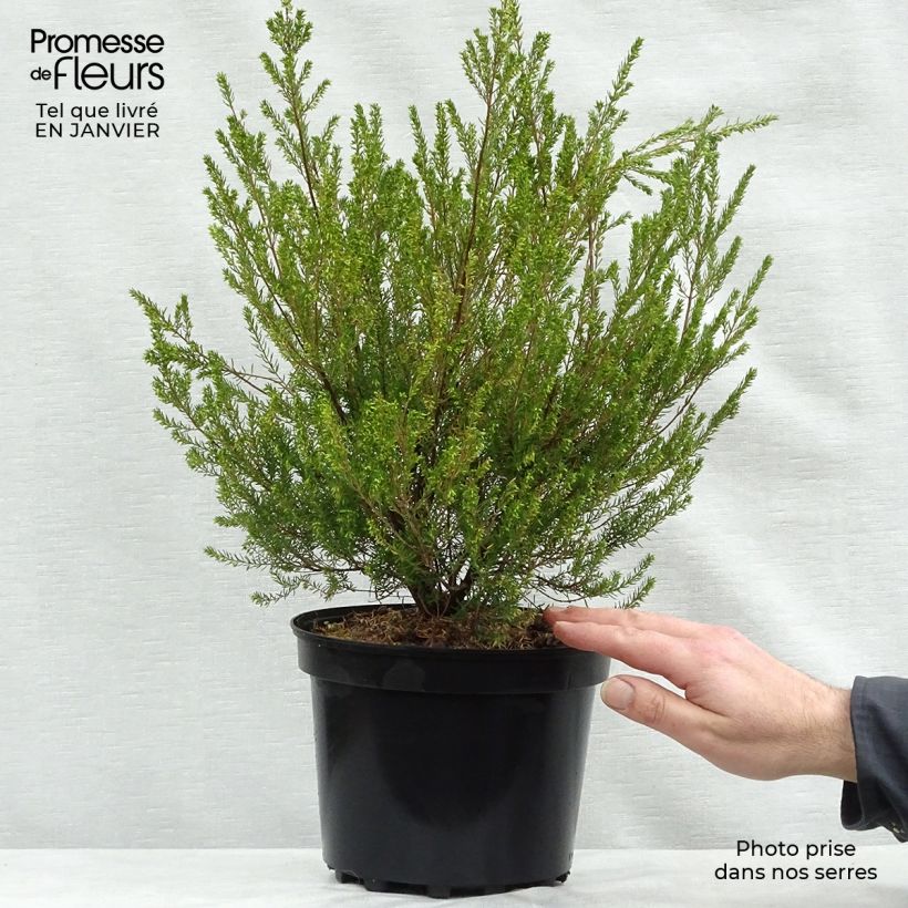 Erica mediterranea Vaso da 3L/4L esemplare consegnato in inverno