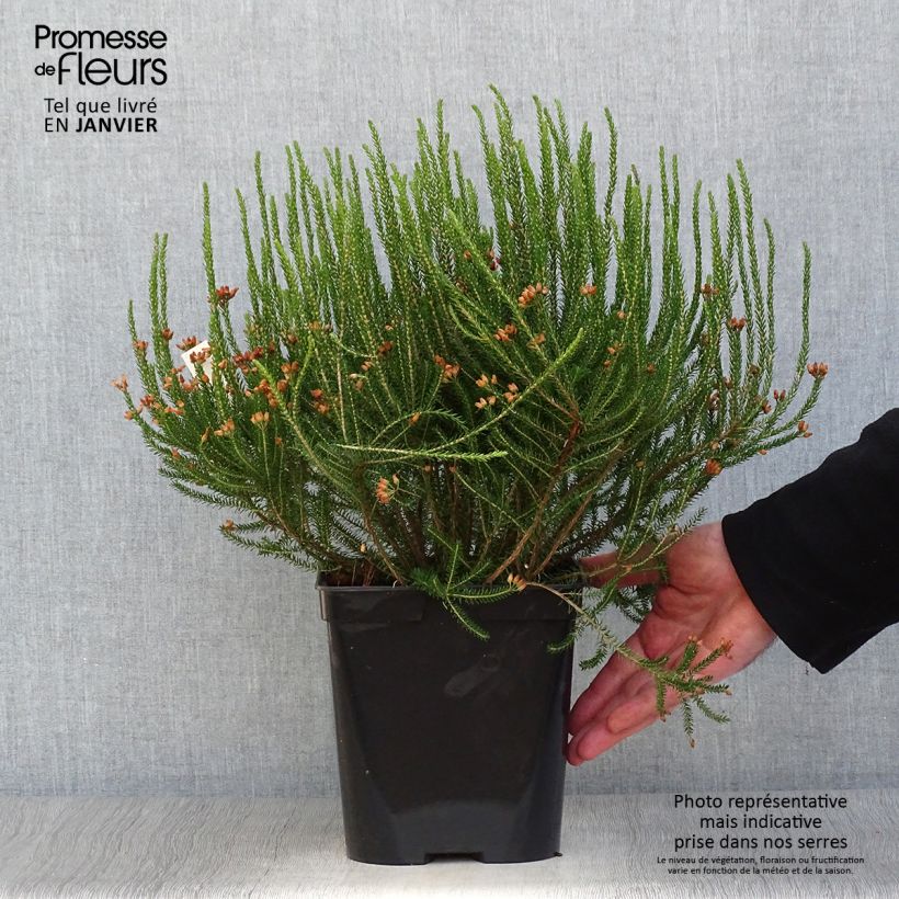 Erica terminalis Vaso da 4L/5L esemplare consegnato in inverno